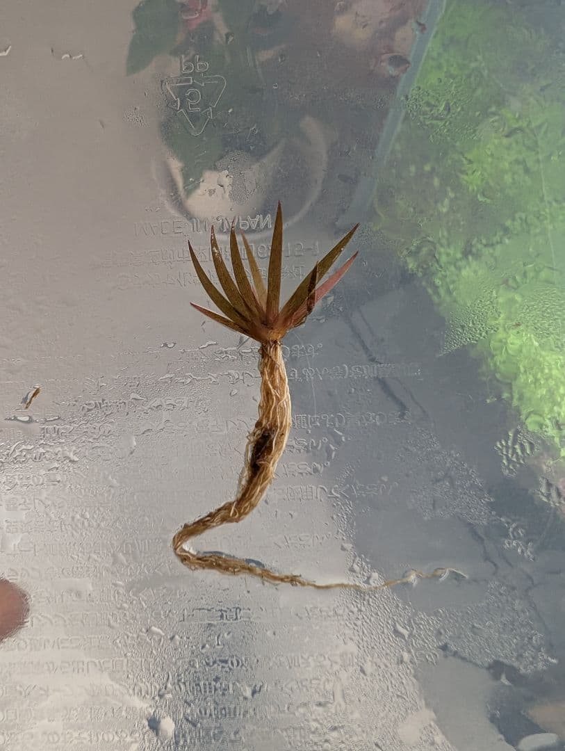 特価　xyris sp red水中葉子株1株　水草　ADA　水槽