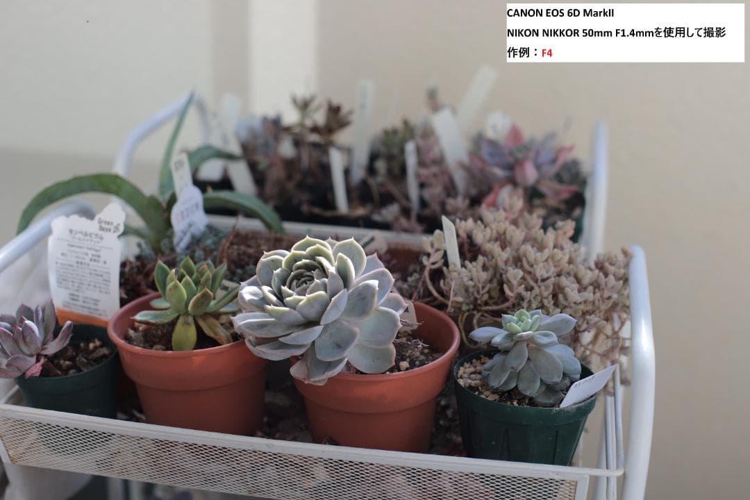 レンズ(単焦点) (Ai-s) Nikon NIKKOR 50mm F1.4mm