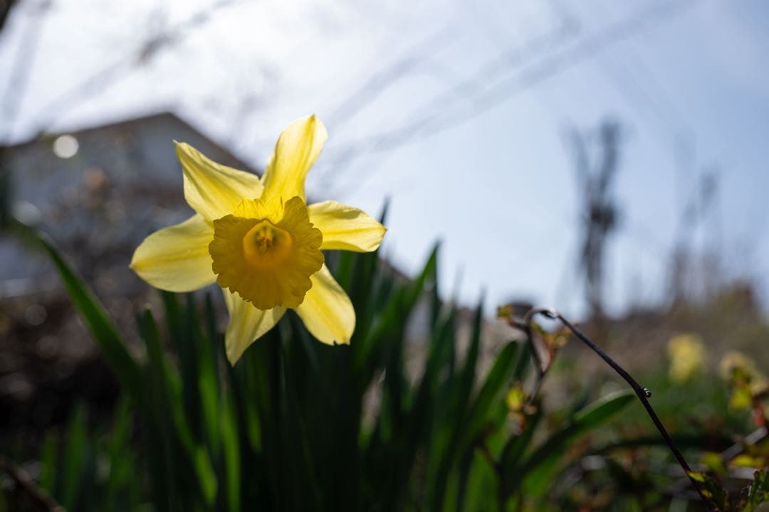 【ニコン】Nikkor Z 35mm f1.8 S