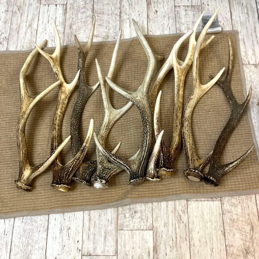 鹿の角 まとめて9本セット　日本鹿