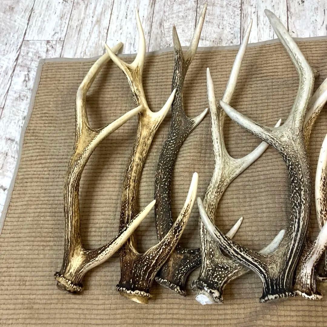 鹿の角 まとめて9本セット　日本鹿