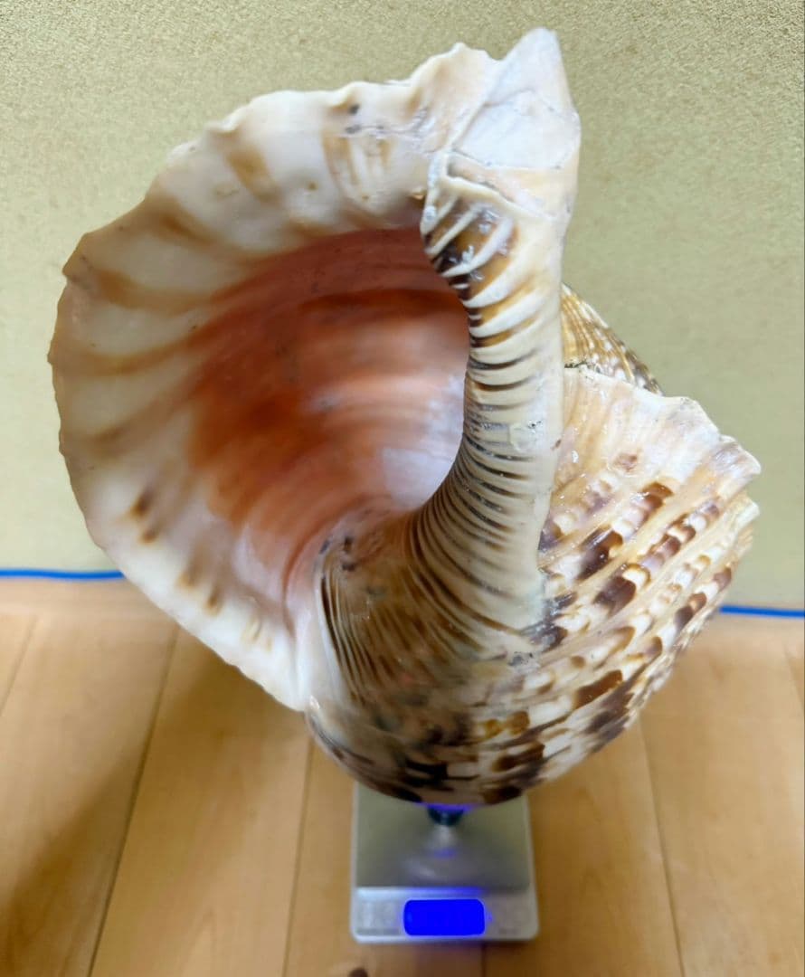 特大肉厚44㎝修験道法螺貝 山伏