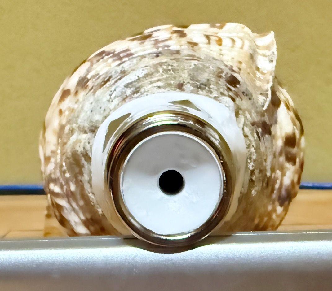 特大肉厚44㎝修験道法螺貝 山伏