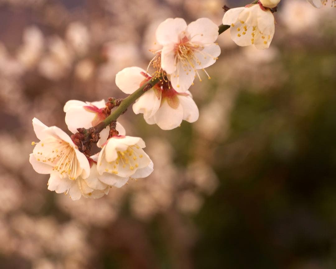 銘レンズFujinon 45mm Fujinon1.8 和製ズミクロン