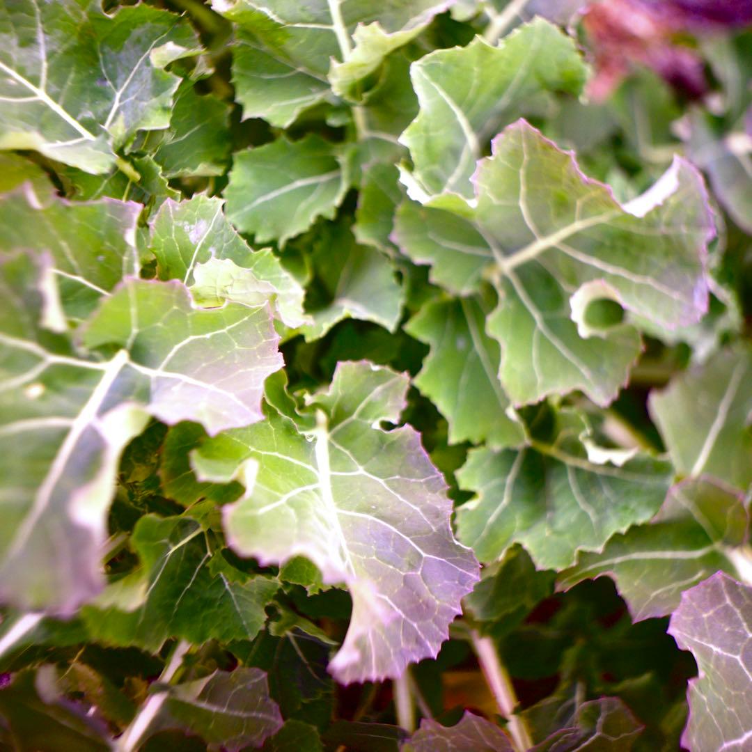 銘レンズFujinon 45mm Fujinon1.8 和製ズミクロン