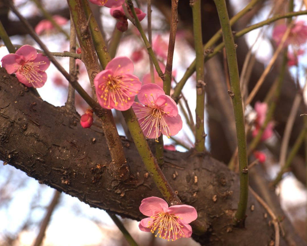 銘レンズFujinon 45mm Fujinon1.8 和製ズミクロン