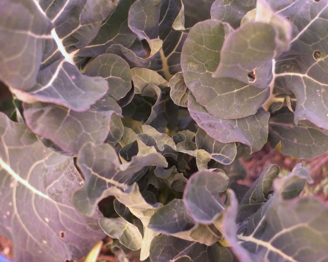 銘レンズFujinon 45mm Fujinon1.8 和製ズミクロン