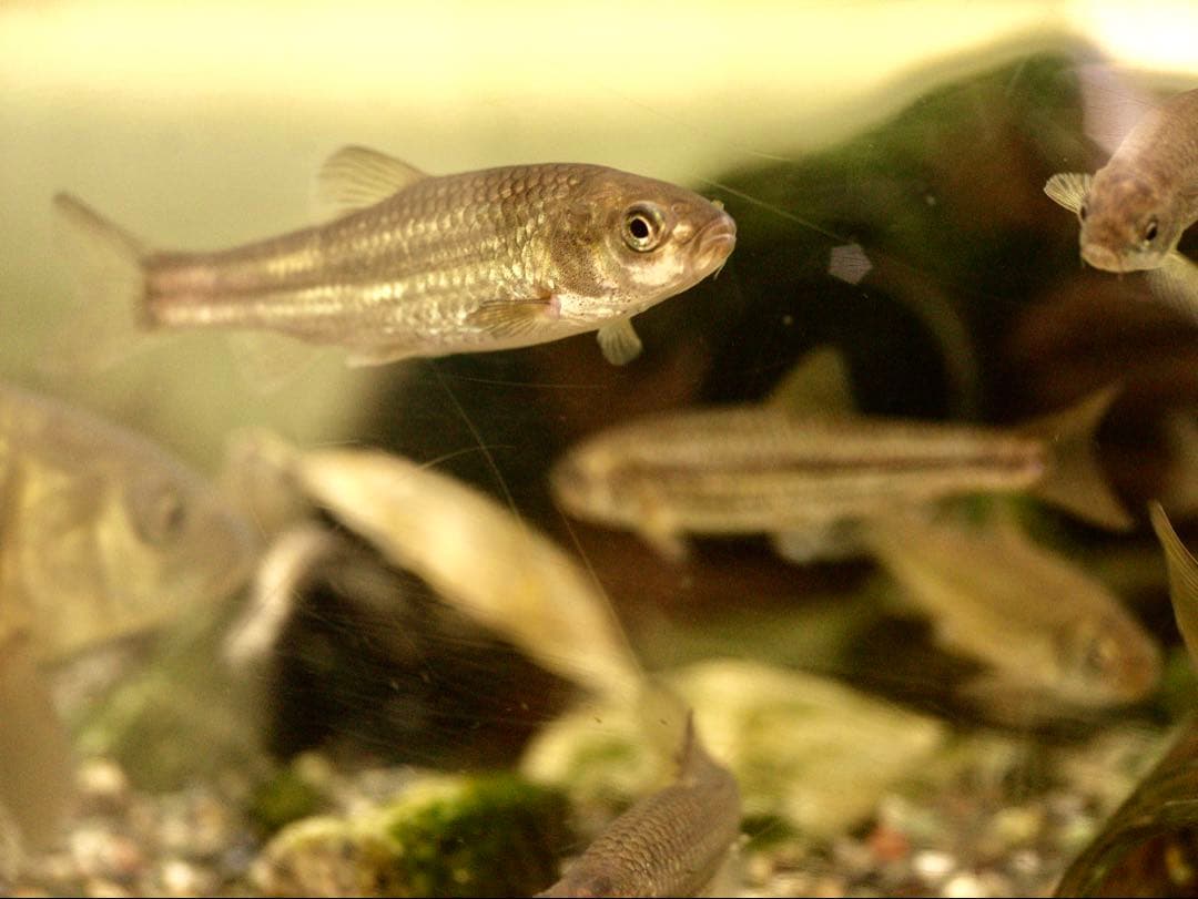 銘レンズFujinon 45mm Fujinon1.8 和製ズミクロン