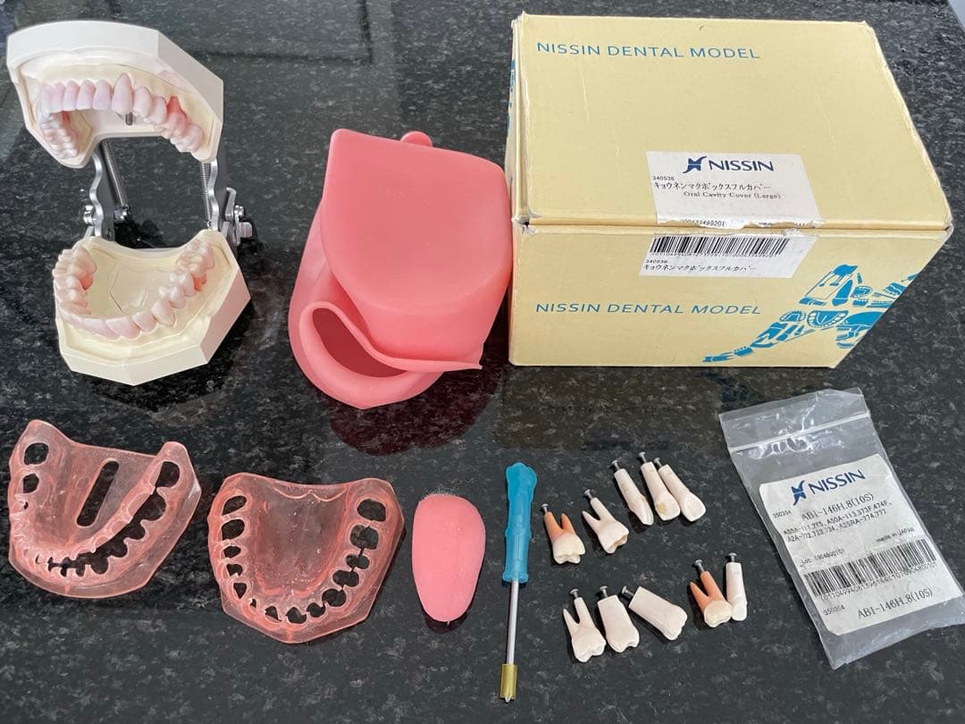 NISSIN 顎模型 ニッシン
