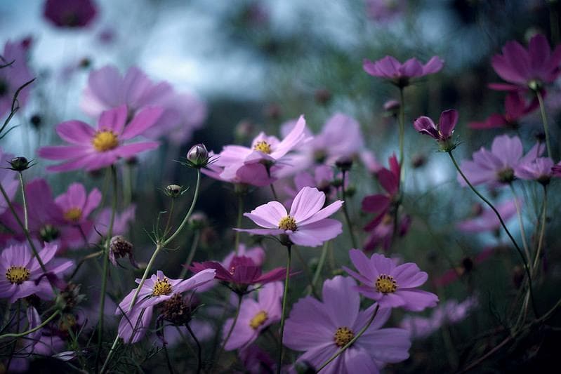 33 未使用　ぐるぐるボケレンズ　 ヘリオス　44-2　M42