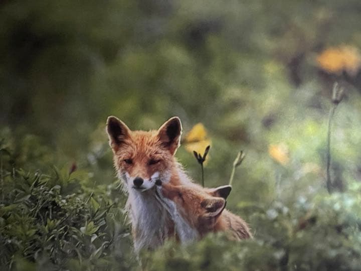 Faces in the forest 森の仲間たち : postcard b…