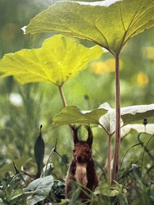 Faces in the forest 森の仲間たち : postcard b…