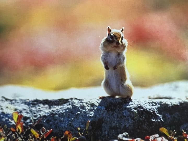 Faces in the forest 森の仲間たち : postcard b…