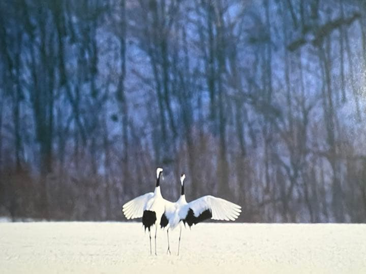 Faces in the forest 森の仲間たち : postcard b…