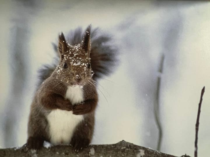 Faces in the forest 森の仲間たち : postcard b…