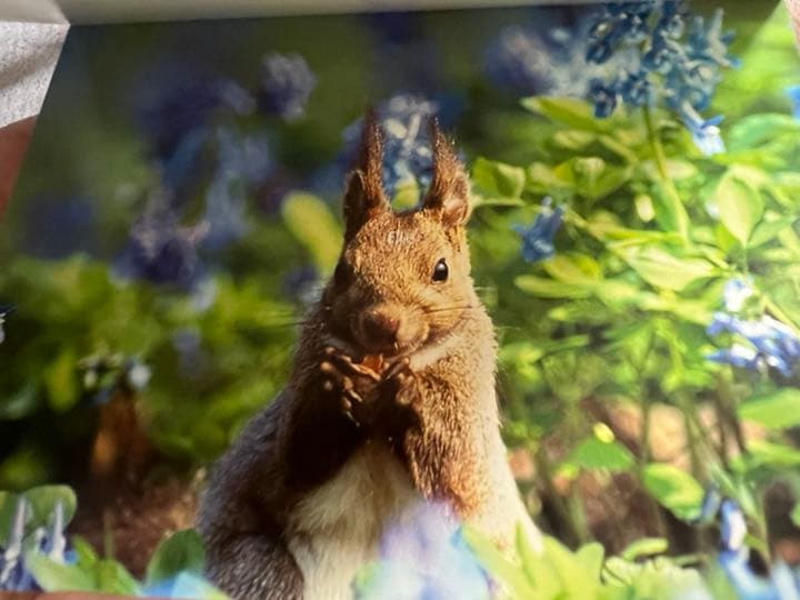 Faces in the forest 森の仲間たち : postcard b…