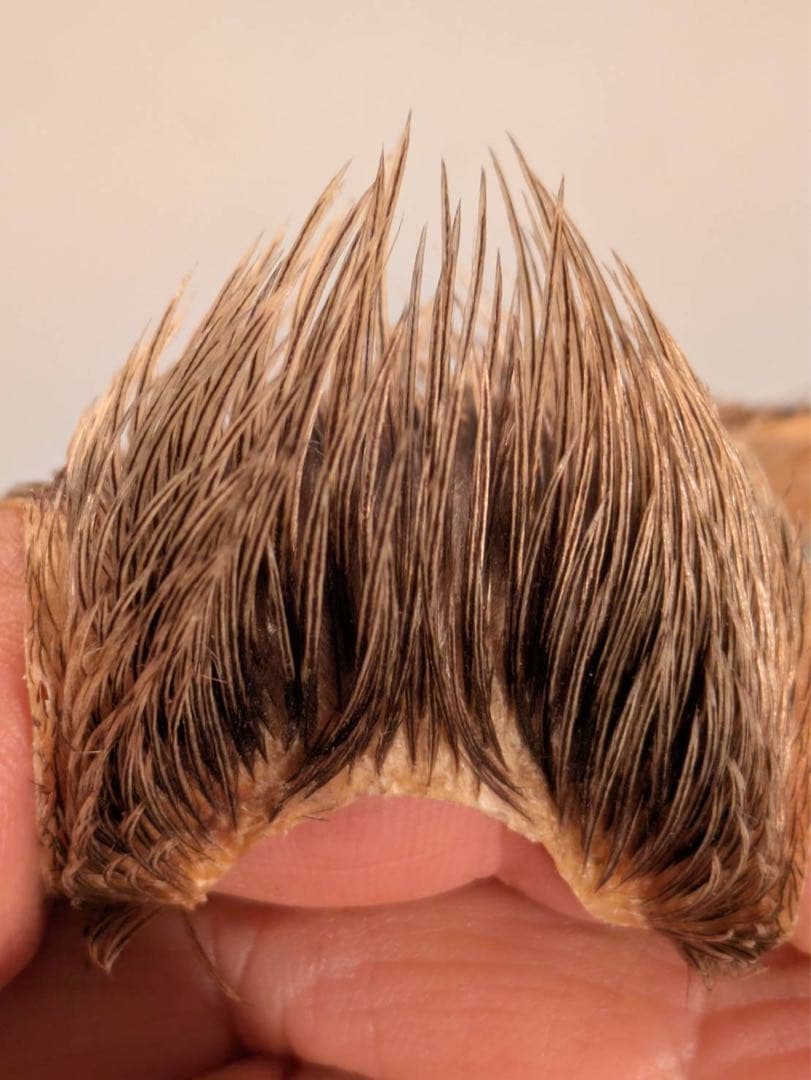 Metz コックネック　 シルバーバジャー　グレード1