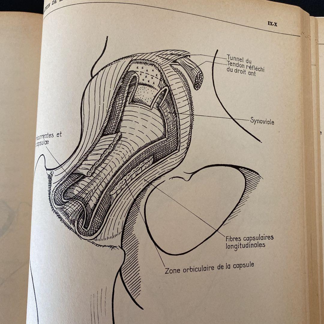 絶版:解剖学ノート9/10上肢と下肢の解剖(フランス語)