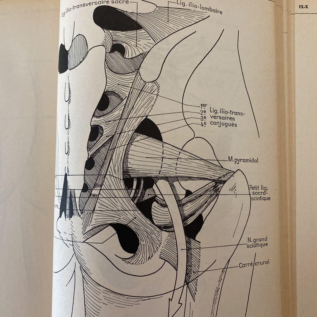 絶版:解剖学ノート9/10上肢と下肢の解剖(フランス語)