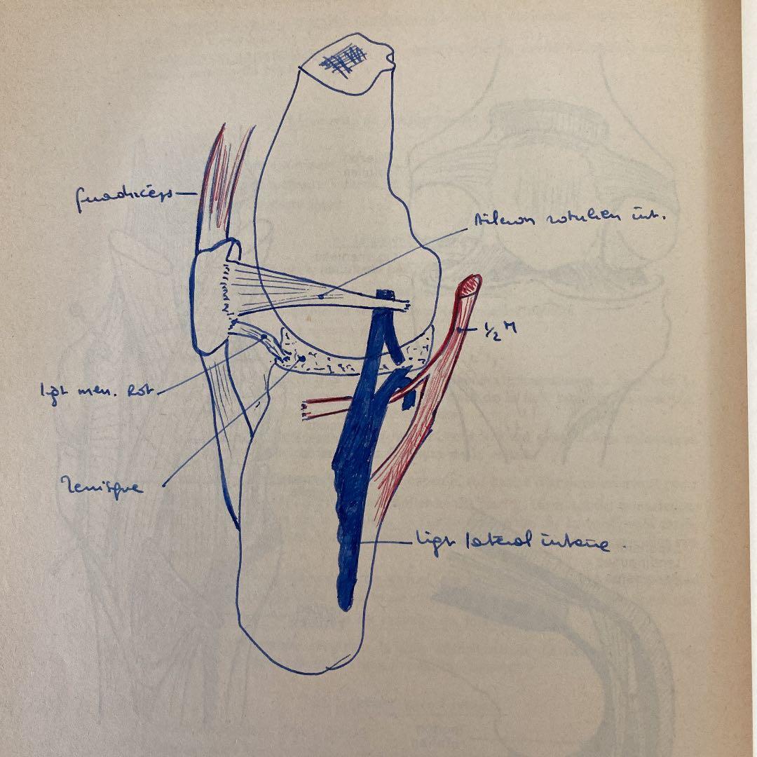 絶版:解剖学ノート9/10上肢と下肢の解剖(フランス語)