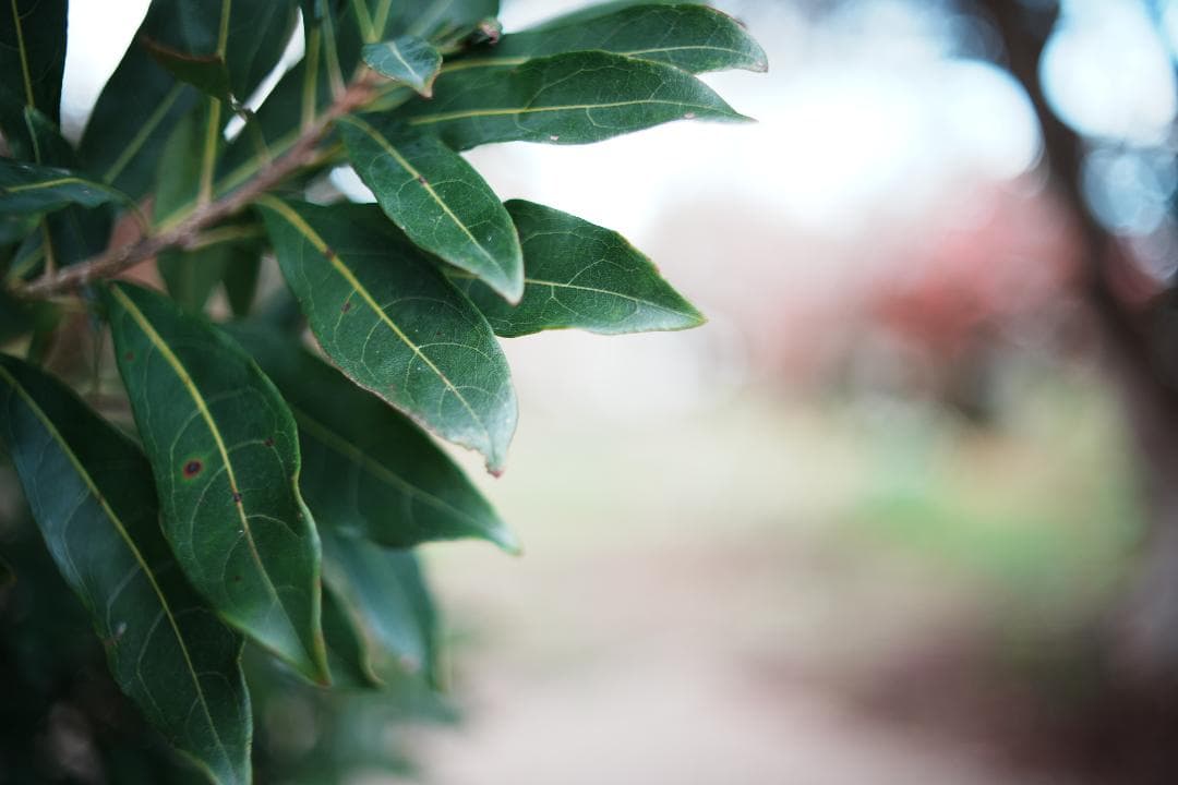 【希少】動作◎ ミノルタ MD W.ROKKOR 35mm F1.8 028