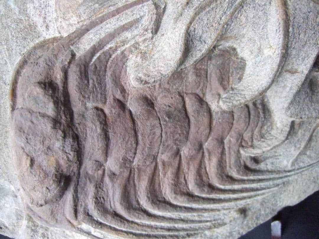 三葉虫とヒトデの化石