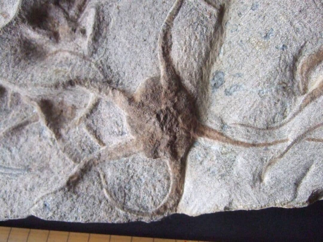 三葉虫とヒトデの化石