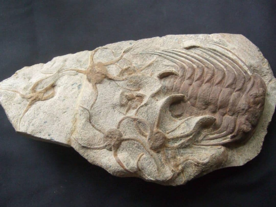 三葉虫とヒトデの化石