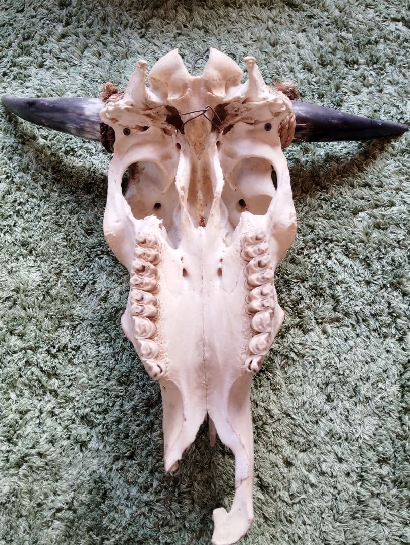 スカルトロフィー　バッファロー