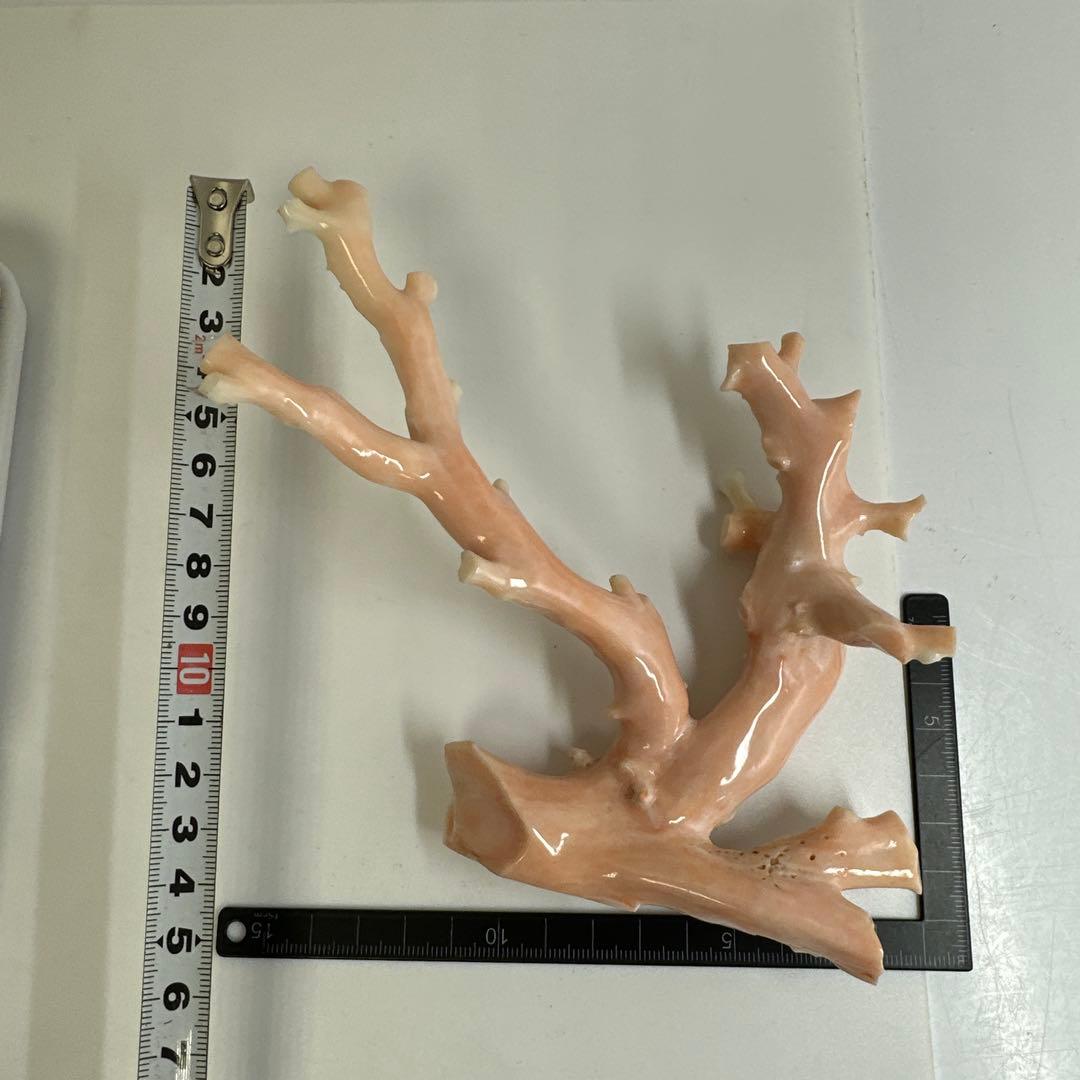 本ぼけ珊瑚　極太原木　赤珊瑚カメ　置物　約291gトコエ　東さ8-0104☆1F