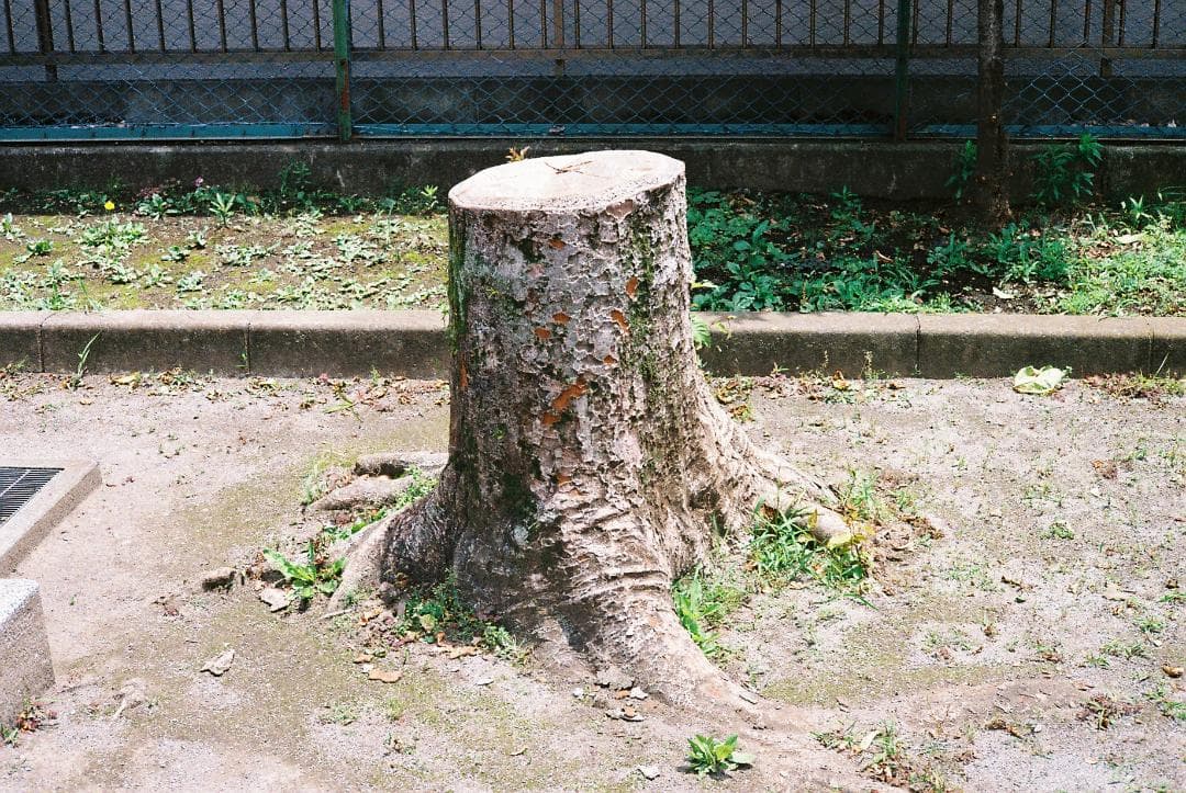 ヤシカエレクトロ35 GSN整備実写済 Yashica Electro 35