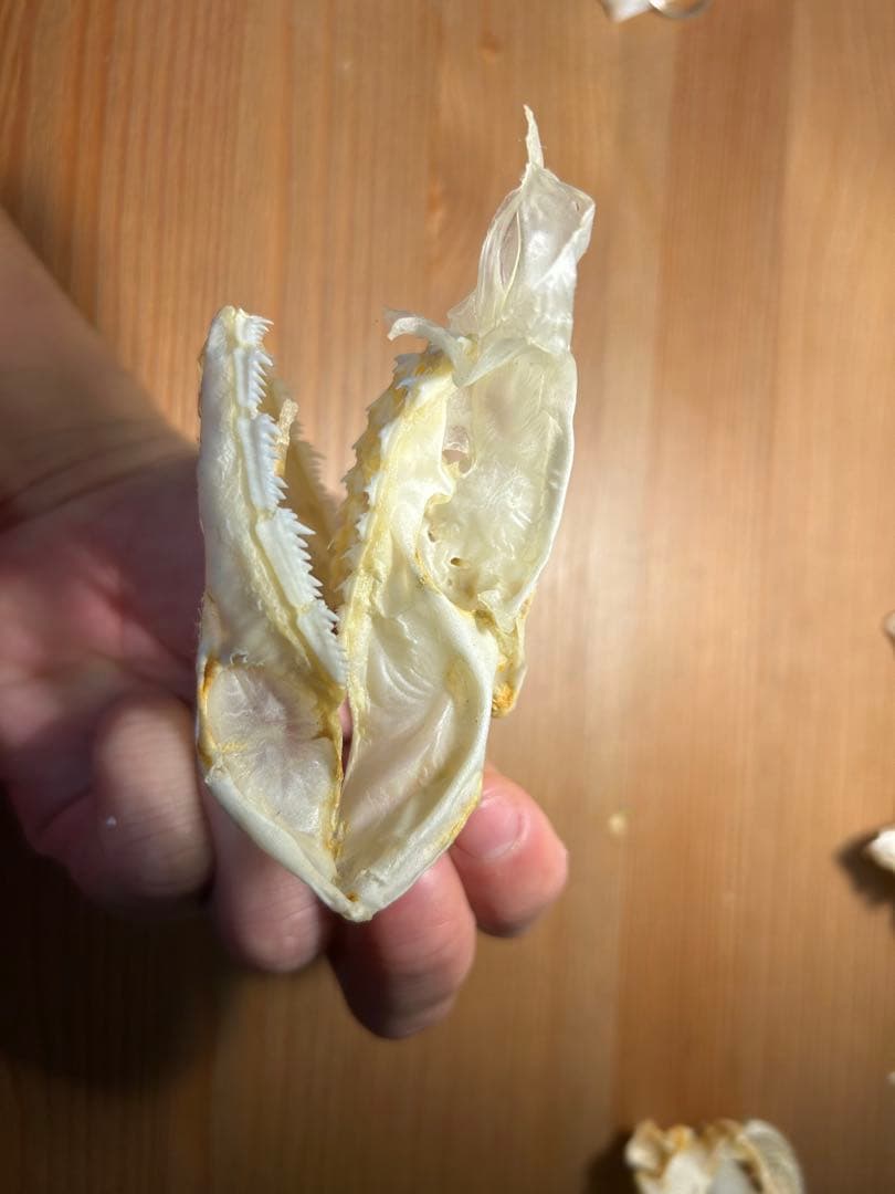 サメ頭骨標本(エドアブラザメ)