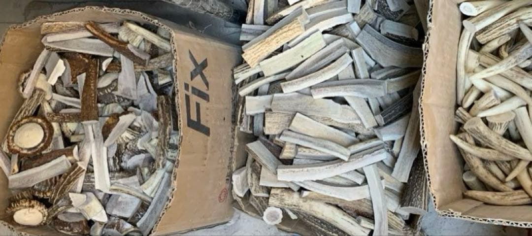 No.2154『鹿角加工材約24.3kg』鹿の角　エゾ鹿　鹿角　蝦夷鹿