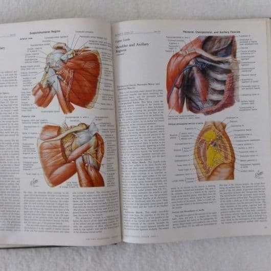 洋書・希少 CIBA医学イラスト集第8巻Ⅰ&Ⅱ フランクH.ネッター／英語版