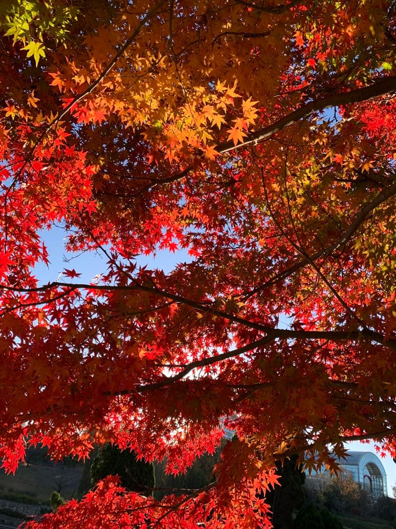 バタフライ　中学３年　7点セットオーダー品 他の方のご購入はお控え下さい