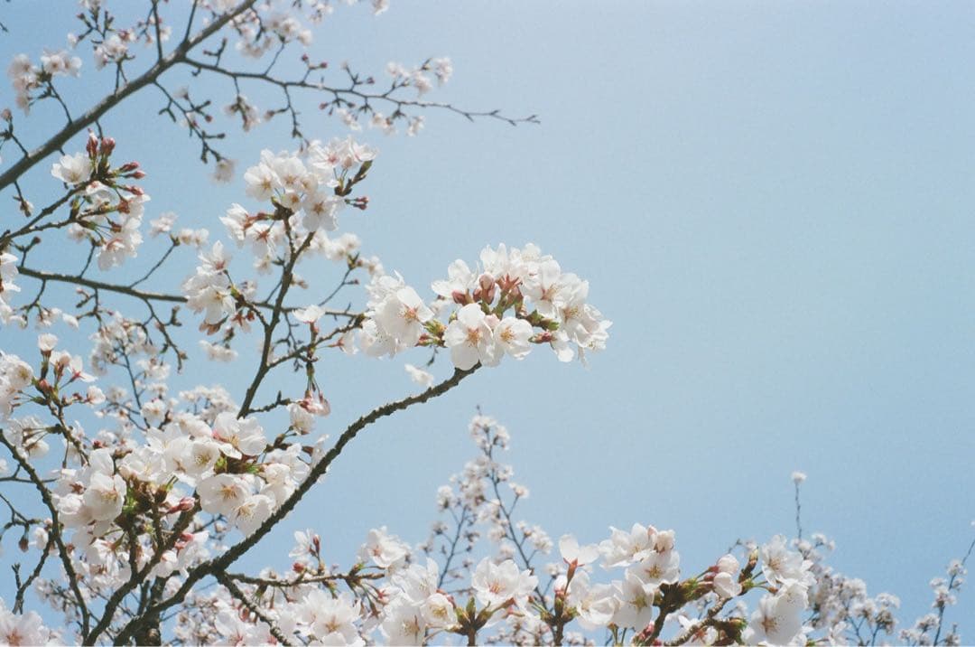 【実写確認済み】　KODAK signet 35 コダック シグネット35