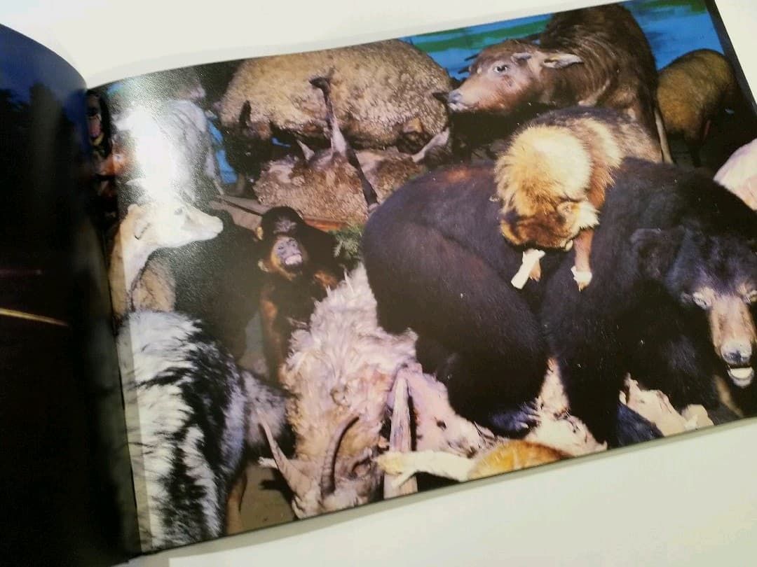 CANARY(カナリア) 　志賀 理江子　写真集