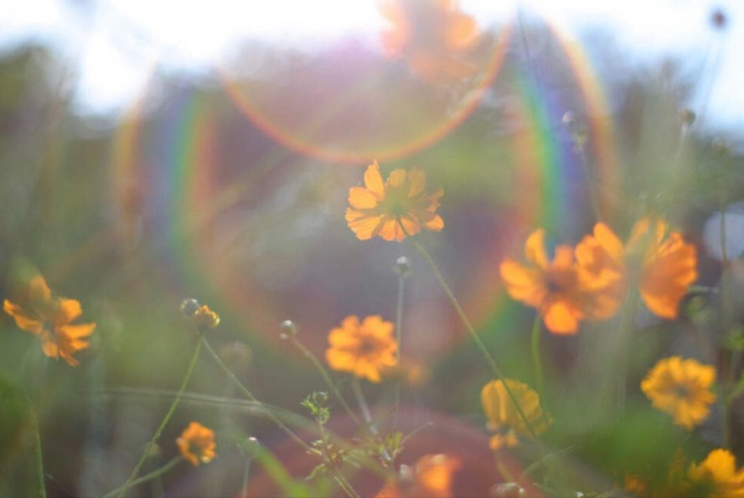 【美品】Super Takumar 55mm f1.8 前期型　m42マウント