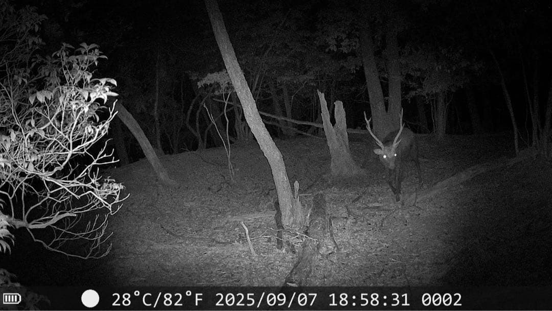 塚本無線　トレイルカメラ3台セット　WTW-TC8