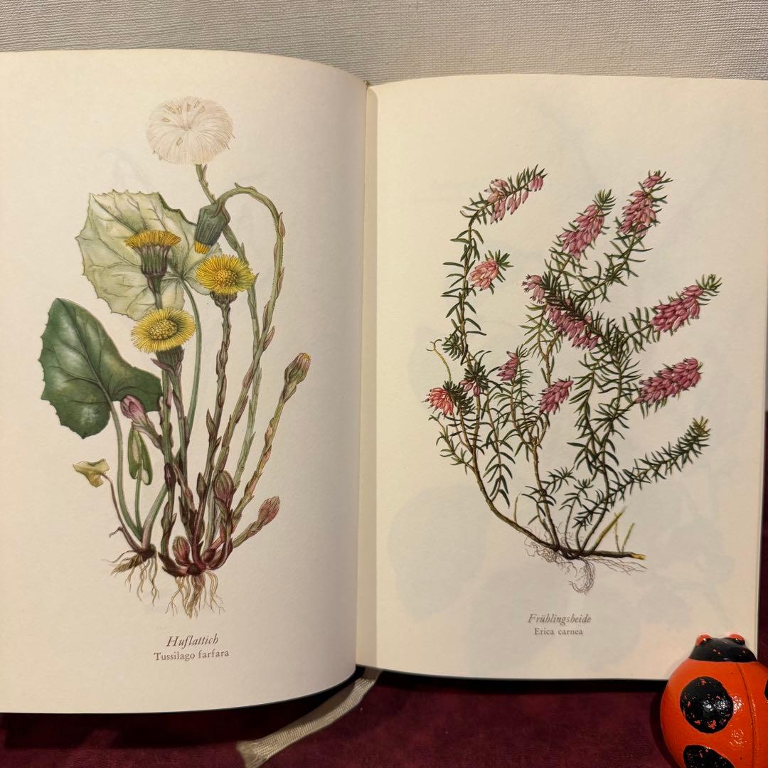 28③1966年ドイツElsa Flesko植物図鑑　植物画　ジャンクジャーナル