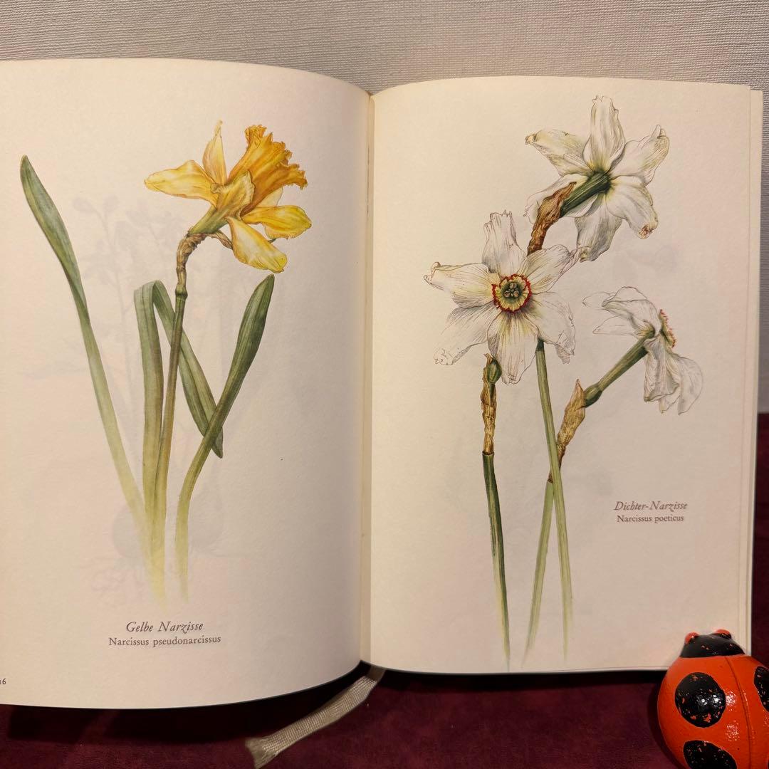 28③1966年ドイツElsa Flesko植物図鑑　植物画　ジャンクジャーナル