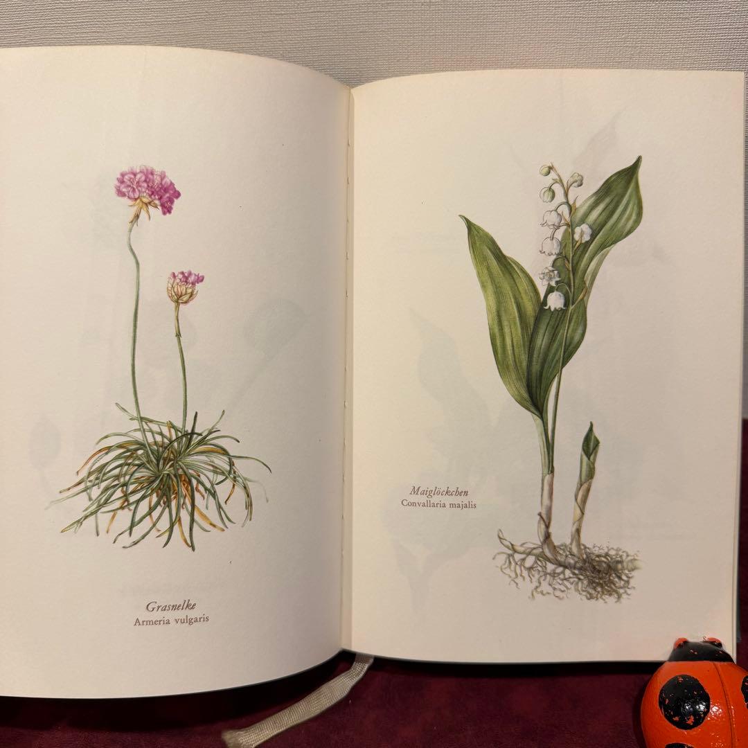 28③1966年ドイツElsa Flesko植物図鑑　植物画　ジャンクジャーナル