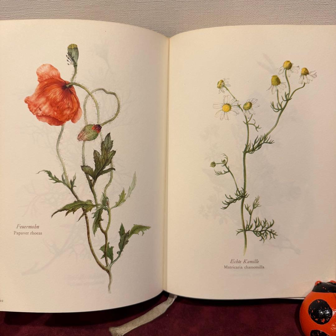 28③1966年ドイツElsa Flesko植物図鑑　植物画　ジャンクジャーナル