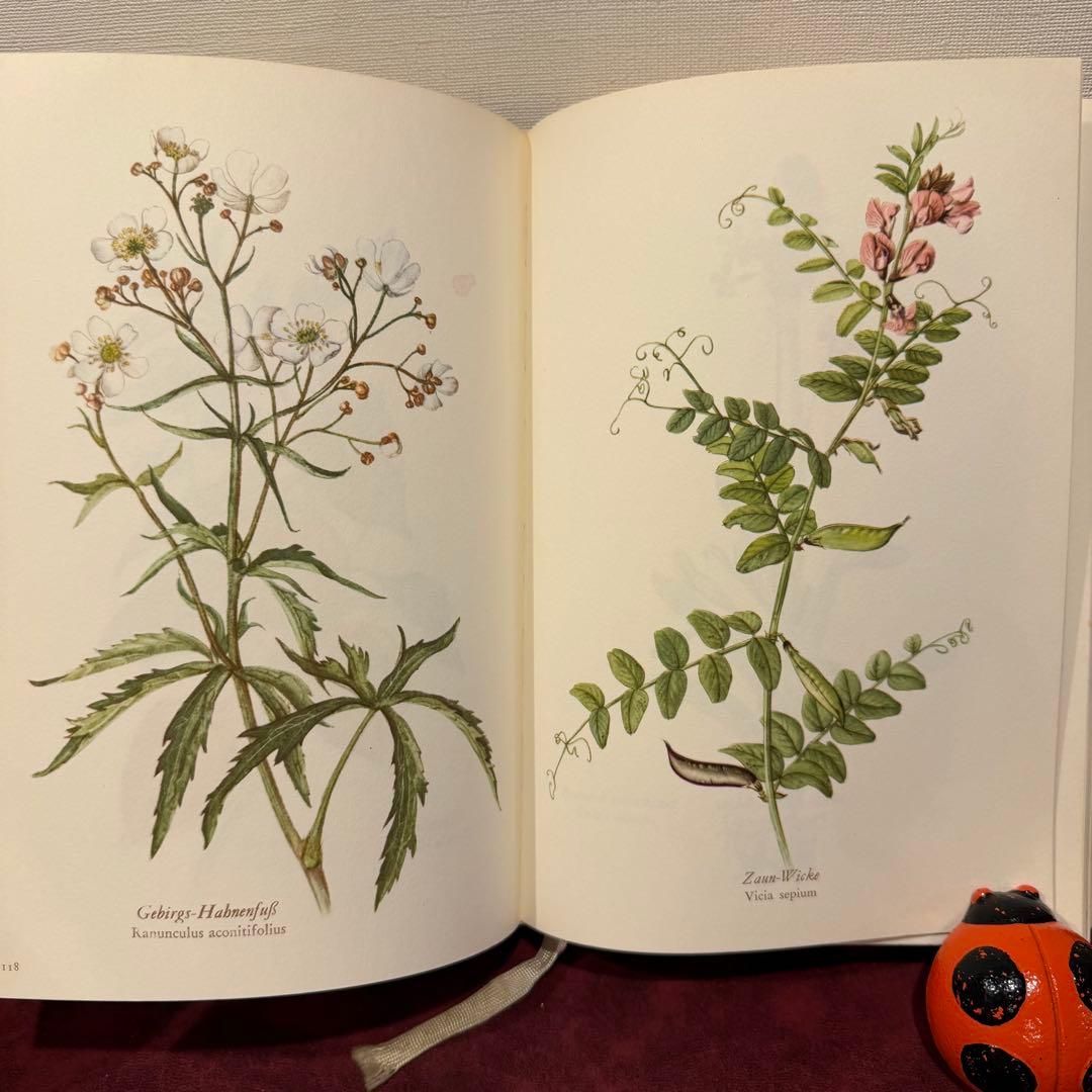28③1966年ドイツElsa Flesko植物図鑑　植物画　ジャンクジャーナル