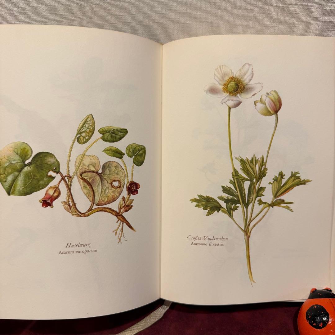 28③1966年ドイツElsa Flesko植物図鑑　植物画　ジャンクジャーナル
