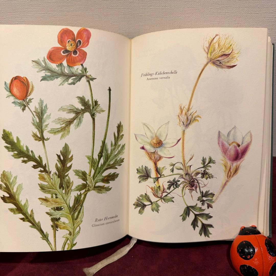 28③1966年ドイツElsa Flesko植物図鑑　植物画　ジャンクジャーナル