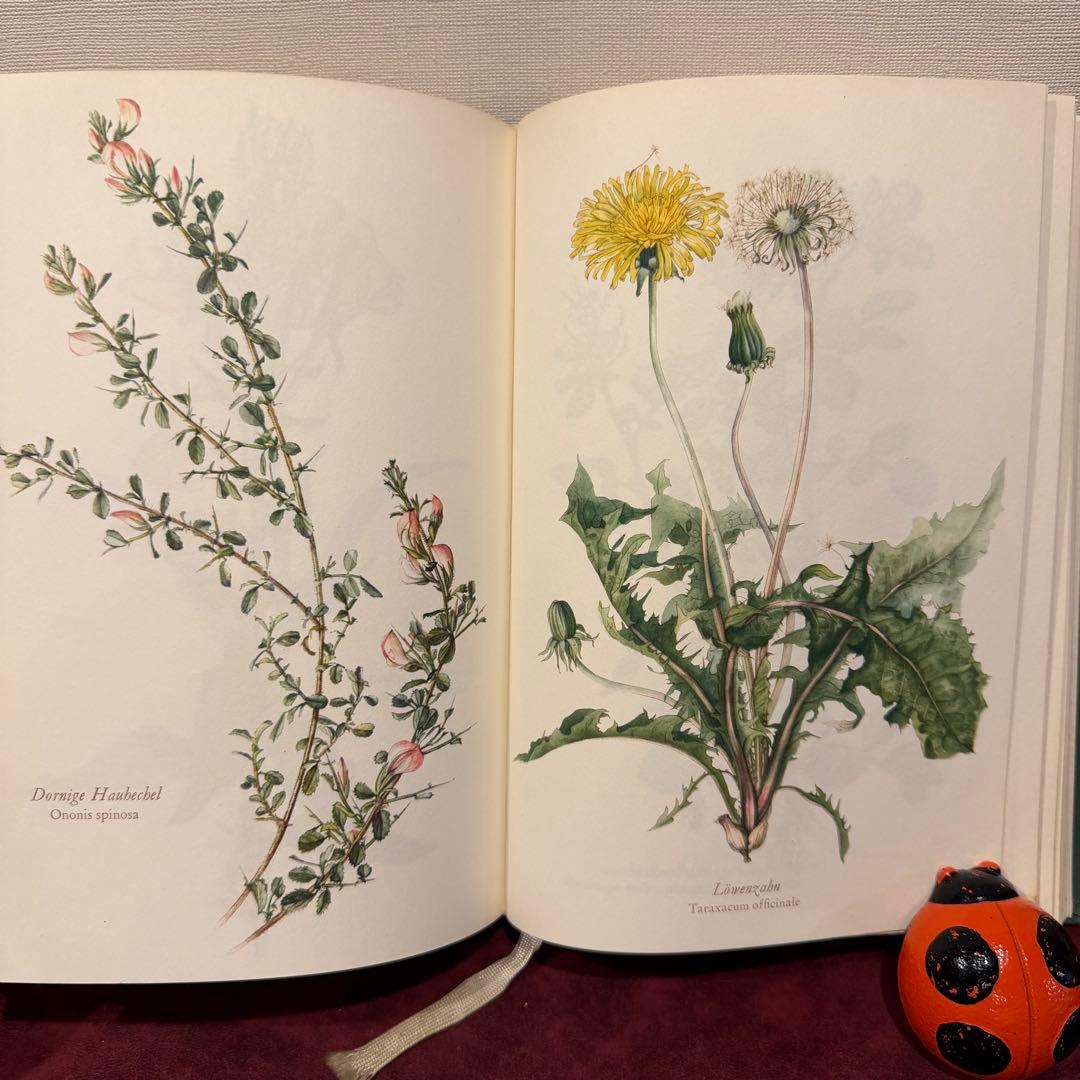 28③1966年ドイツElsa Flesko植物図鑑　植物画　ジャンクジャーナル