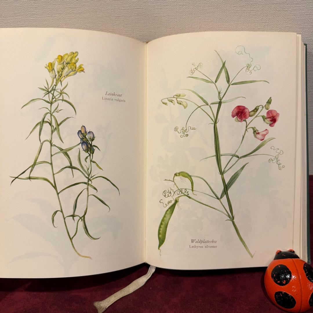 28③1966年ドイツElsa Flesko植物図鑑　植物画　ジャンクジャーナル