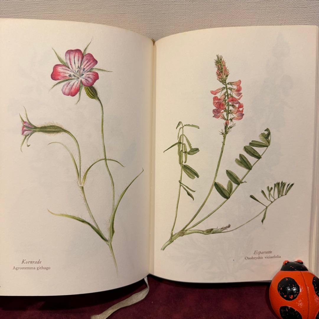 28③1966年ドイツElsa Flesko植物図鑑　植物画　ジャンクジャーナル