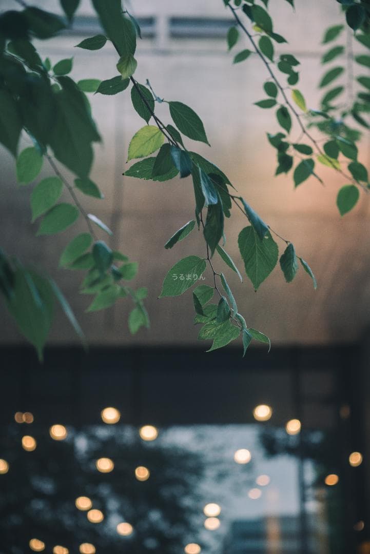 極細中望遠！Leica Elmar 90mm F4 Mマウント オールドレンズ